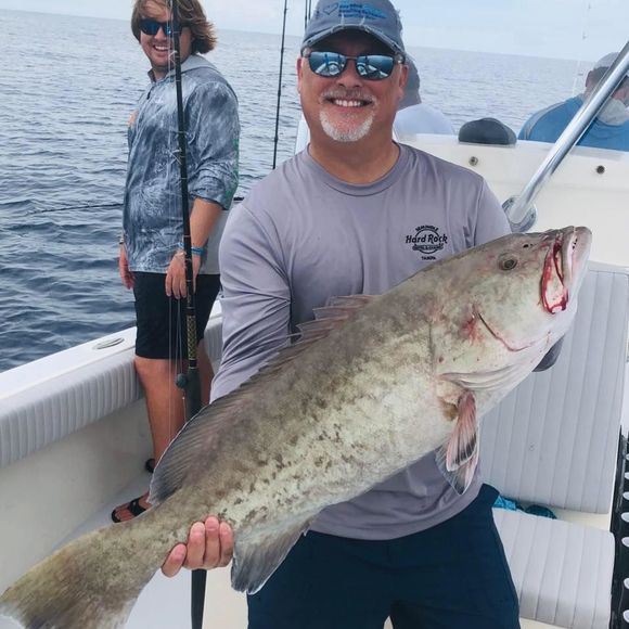 Meet your Posher, Paul - Picture 1 of 1